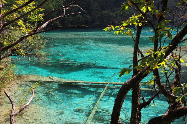 ★秋の九寨溝絶景紀行（６）～【樹正溝】→樹正群海：双龍海