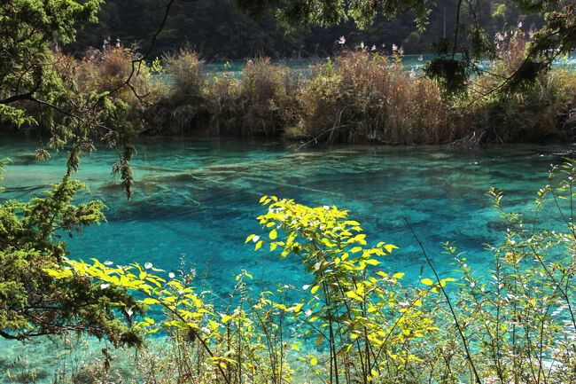 ★秋の九寨溝絶景紀行（６）～【樹正溝】→樹正群海：双龍海<br /><br />これでも十分美しいのですが<br />火花海がこれ以上に美しかったので<br />感動が弱くなってきました。<br />やたら贅沢な愚痴ですね(^-^;。