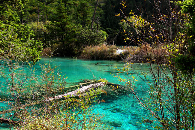 ★秋の九寨溝絶景紀行（６）～【樹正溝】→樹正群海：双龍海<br /><br />これらの大きな倒木水没倒は上流の海子（湖沼）の間に<br />棚田状の疎林があるので、物理的には上流から流れてきたとは<br />考えにくいの恐らくこの海子そばの樹木が<br />この海子に倒れ込み水没樹になったと<br />推測するのが常道のような気がします。