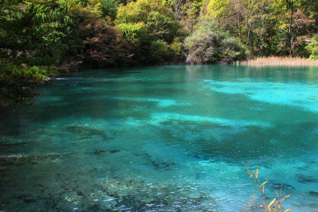 ★秋の九寨溝絶景紀行（６）～【樹正溝】→樹正群海：双龍海
