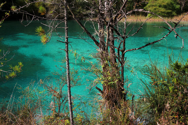 ★秋の九寨溝絶景紀行（６）～【樹正溝】→樹正群海：双龍海<br /><br />例えばこの写真の木のように<br />岸辺で生きていた樹木が<br />なんらかの原因で湖水の中に水没したのだと思います。