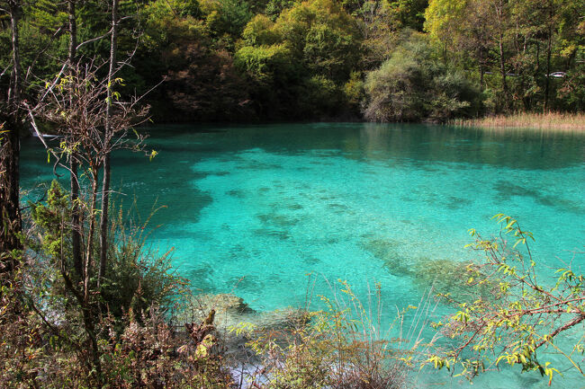 ★秋の九寨溝絶景紀行（６）～【樹正溝】→樹正群海：双龍海<br /><br />向こうの岸辺側の水中がかなり黒っぽいですが<br />なぜなのか不明です。<br />急に水深が深くなった場所とも<br />思えなくもないけど<br />常識てきには湖底の岩盤に藻が繁が繁茂しているのかなと、<br />推察しています。
