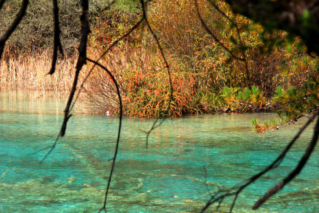 ★秋の九寨溝絶景紀行（６）～【樹正溝】→樹正群海：双龍海<br /><br />こうの岸辺にはピラカンサスだと思われる<br />紅い実がたわわに実っています。