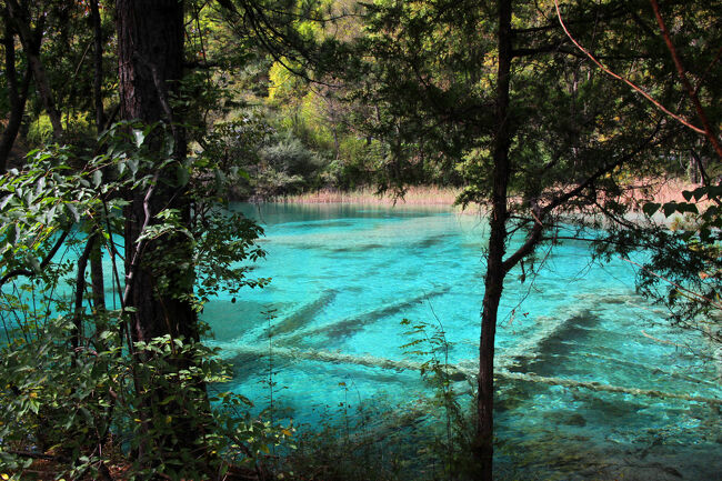 ★秋の九寨溝絶景紀行（６）～【樹正溝】→樹正群海：双龍海<br /><br />双龍海には何故か倒木の水没樹が多く見られます。<br />上流の火花海の決壊が影響したのか<br />元々多かったのかは分かりません。