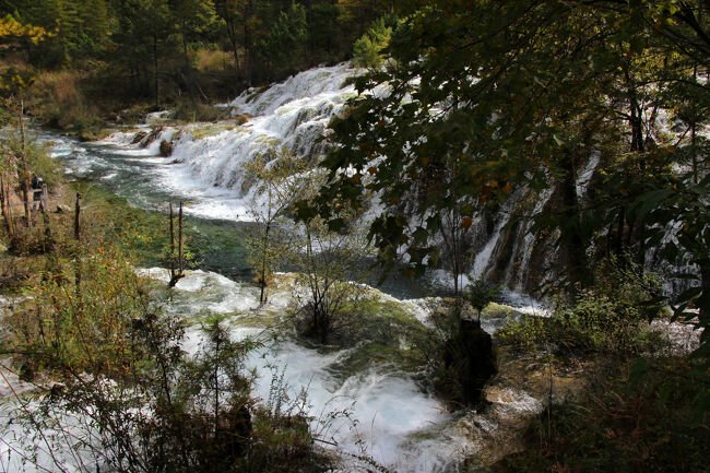 ★秋の九寨溝絶景紀行（６）～【樹正溝】→樹正群海:双龍海瀑布<br /><br />黄龍＆九塞溝の滝（瀑布）のほとんどは<br />水に溶けている炭酸カルシウムが沈殿してできた縞状石灰岩で<br />形成された石灰華（トラバーチン）滝なので<br />ぱっと見がそっくりなのです。<br /><br />