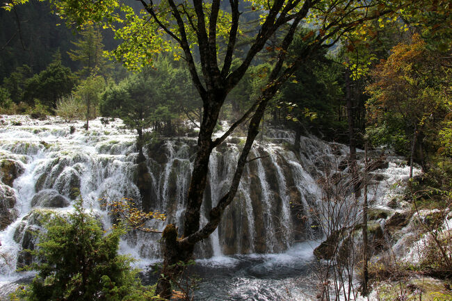 ★秋の九寨溝絶景紀行（６）～【樹正溝】→樹正群海:双龍海瀑布<br /><br />石灰華が成長し続け石灰華段丘が大きくなり<br />その段差が大きくなったものが滝（瀑布）です。<br />中国も日本も滝（瀑布）の大きさ（落差・滝幅）に<br />基準はなく、中国では瀑布と呼び<br />日本では滝と呼んでいます。
