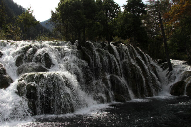 ★秋の九寨溝絶景紀行（６）～【樹正溝】→樹正群海:双龍海瀑布<br /><br />黄龍や九塞溝の瀑布（滝）がデコボコしているのは<br />石灰華の成長した年輪のようなもので<br />枝や葉、流木、岩石などが核になり<br />石灰華が個々に大きくなり、それらがつながり<br />ボコボコした形状になります。