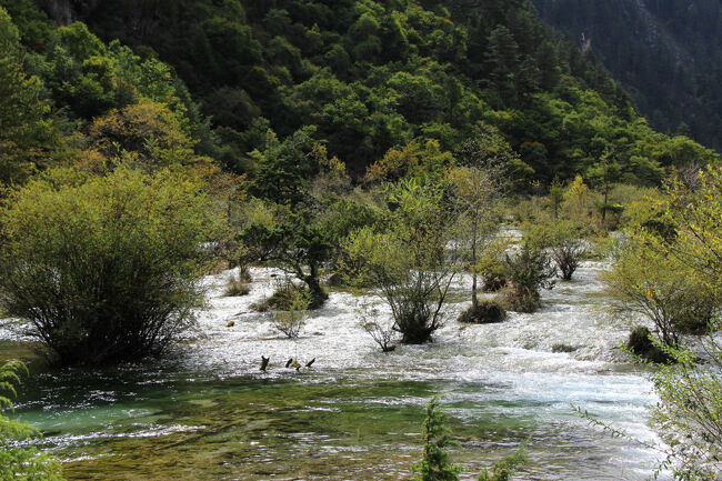 ★秋の九寨溝絶景紀行（６）～【樹正溝】→樹正群海:盆景灘<br /><br />双龍海瀑布の下流は細長い芦葦海（Reed Lake）が展開していますが<br />やたら長く、海子と言うよりは<br />芦葦に覆われた川のようなスポットなので<br />その区間は乗り合いバスで移動＆スルーしました。<br />