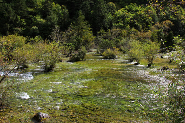 ★秋の九寨溝絶景紀行（６）～【樹正溝】→樹正群海:盆景灘<br /><br />芦葦海（Reed Lake）の次に見えてきたのが盆景灘です。<br />盆景灘は「盆栽の浜」という意味があり、石灰分が析出してできた<br />トラバーチン（石灰華段丘）の上を水が流れることで形成されています。<br />まるで盆栽のように見える樹木が点在する、<br />水と緑が織りなす美しい景色が特徴です。