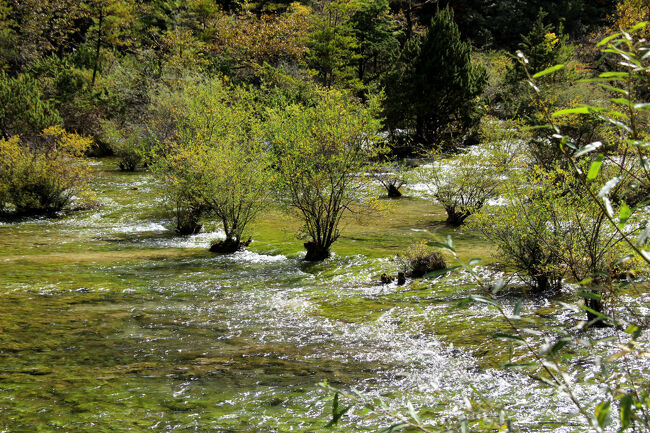 ★秋の九寨溝絶景紀行（６）～【樹正溝】→樹正群海:盆景灘<br /><br />日本でもなだらかな滑滝じたいは珍しくはありませんが<br />トラバーチン（石灰華段丘）の滑滝は無いし、<br />さらにその滑滝の所々に盆栽のような木々が生育している<br />所は無いと思います。<br />