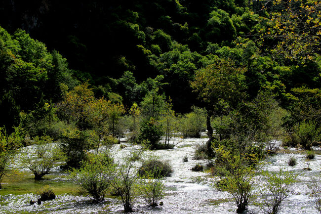 ★秋の九寨溝絶景紀行（６）～【樹正溝】→樹正群海:盆景灘<br /><br />この盆景灘は樹正溝の最下流であり、九塞溝にある３つの谷の<br />最後の景勝地です。<br />この後は谷間を流れ下る一般的な急流となって<br />九塞溝ゲートまで流れ下ります。<br />