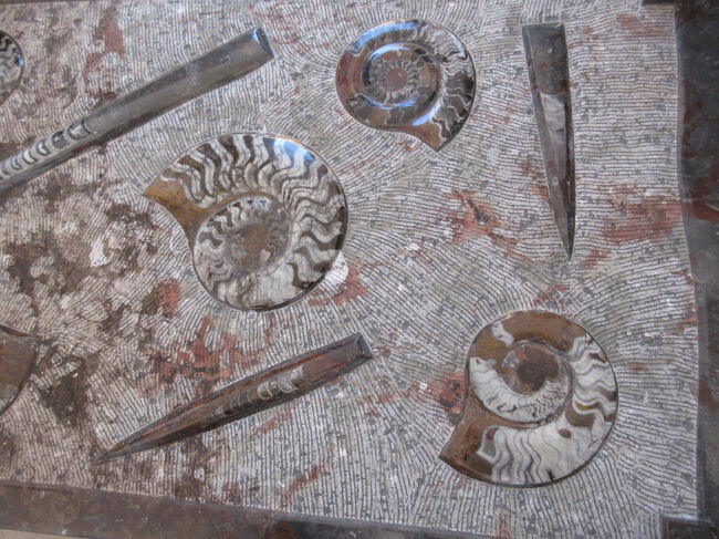 こられすべて本物の化石だそうです。