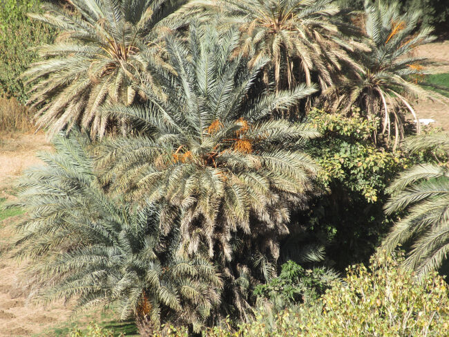 これがデーツとなるナツメヤシの木です。
