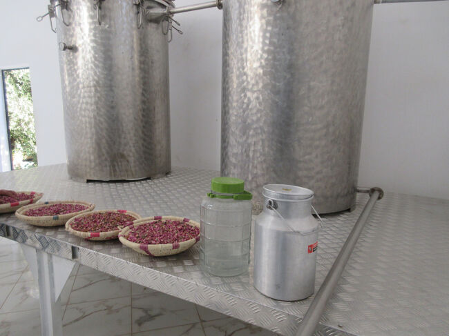 バラの花を摘み取り。