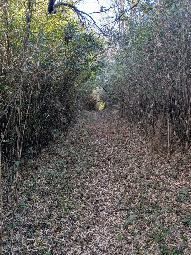 その後は竹藪のトンネルを抜けて