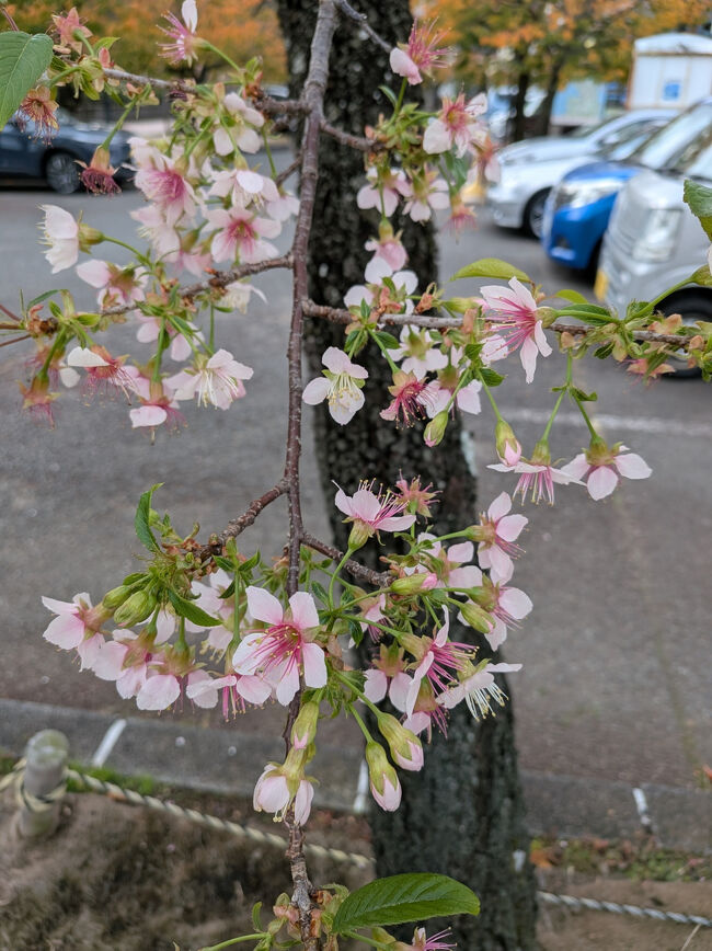 12/6　翌日は熱海へ観光<br />湯河原からはたったの30分