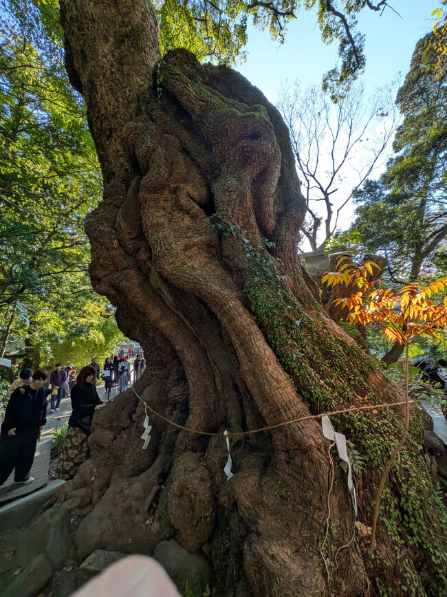 大楠が有名らしい