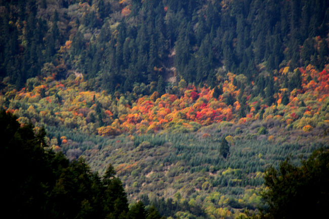 ★秋の九寨溝絶景紀行（６）～九塞溝県<br /><br />九塞溝から松藩へ向かう途中の峠から<br />今回の旅行で一番鮮やかなの紅葉が<br />名も知らぬ山腹に見られました。<br />黄龍や九塞溝でも部分的な紅葉はあっても<br />残念ながら一面の紅葉は見られませんでした。<br />