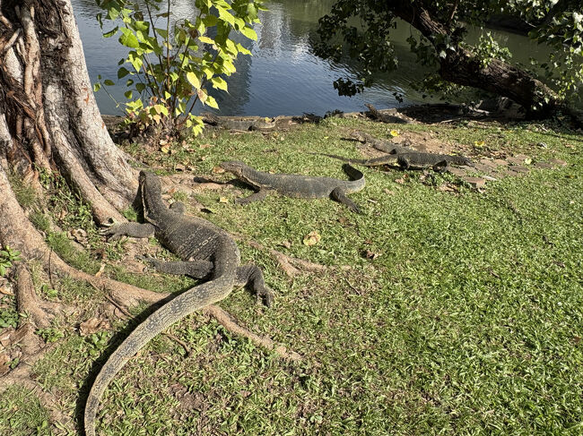 いました、オオトカゲ