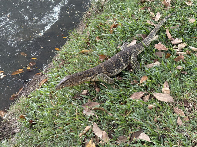 人に慣れているのか、警戒心は薄いです。