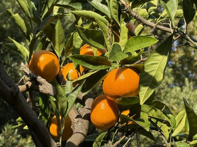 北海道民はみかんが成ってる木を見るとコーフンするのだ。　究極の非日常。