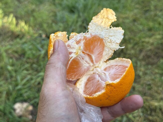 あま～い！（井戸田潤ふうに）<br /><br />コーフンするも目標の10個には至らず。<br />北海道価格で元は取れたかな？