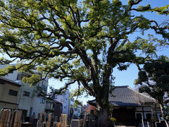大雄寺を拝観。境内には、大きな楠がある。その根元には、山岡鉄舟の義兄である高橋泥舟の墓が、ひっそりと立っている。