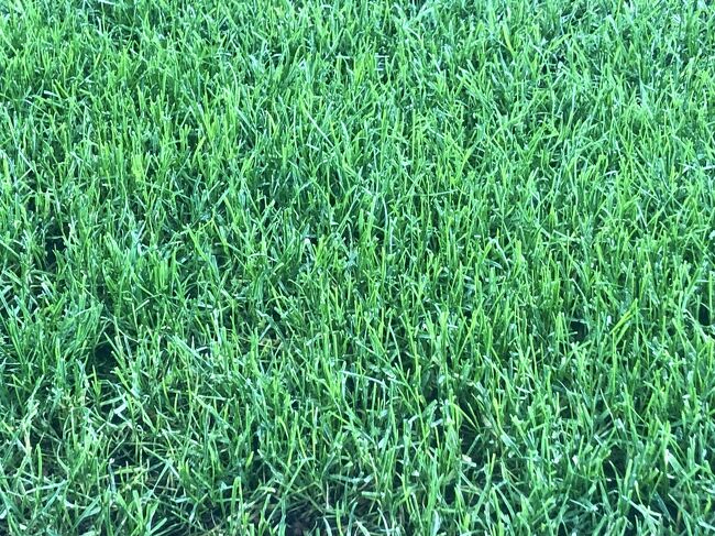 エスコンの人工芝です。<br />芝の香りがします。