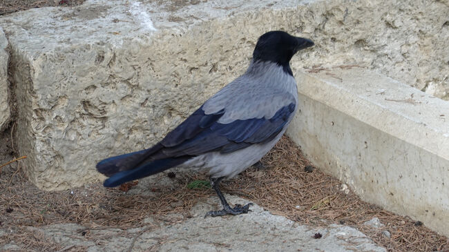 トルコ・イスタンブールのカラス<br />少し、青みがかり<br />