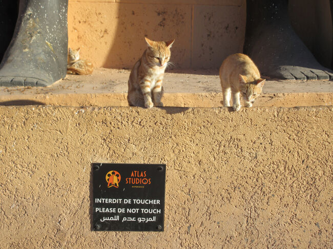 足元でにゃんこがおくつろぎ中。後ろにも何匹もいて、そこにいたベルべさんが全部のネコの名前を教えてくれました。その中にトム・クルーズ君もいました。ほんとかな。
