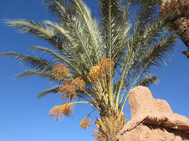 ここにもナツメヤシ。
