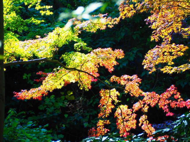 紅葉を愛でる。