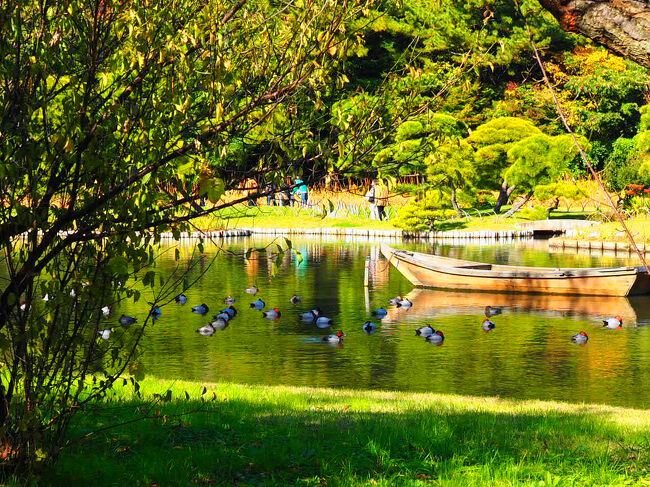 池では鴨が羽を休めていました。