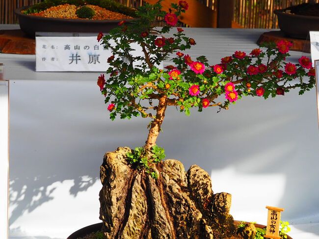 盆栽には疎いのだけれど、これも奥が深そうである。