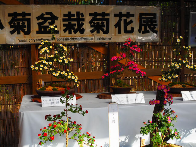 盆栽菊花展が開催中でした。<br /><br />こういうものに目が行くようになっちゃいました。
