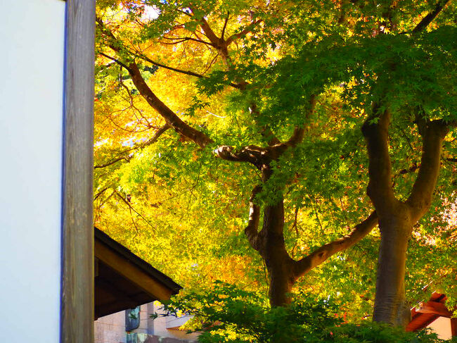 横浜、鎌倉の紅葉、今年は良いですねえ。
