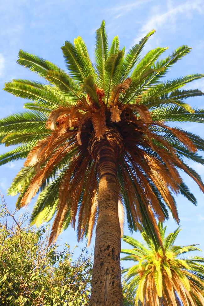 反対側のバス停に行ってみます。マラガは公園や道沿いにヤシの木があり、これだけ撮ると南国のような感じです。<br />