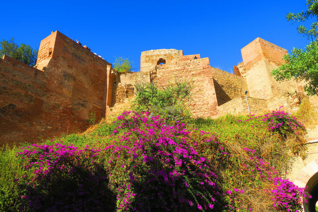 途中休憩しながら歩きました。マラガの街で見かけた紫色の花がここでも咲いていました。
