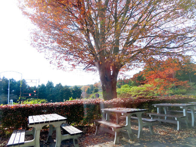 窓の外の桜の木は、紅葉がはらはらと散りかけたところ<br /><br />私の那須遠征は、春は桜の満開より少し遅め、紅葉も少し遅め。<br />でも、１番目当てが動物園だし、那須どうぶつ王国のレッサーパンダ展示場では桜や紅葉とのコラボ写真は望めないので、むしろ時期を少しずらした方がよいのです。<br />とはいえ、こうやって紅葉の名残りを探して、カメラを向けたりするのは、もともと写真を撮るのが好きだから。