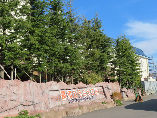 13時30分に那須どうぶつ王国の駐車場に到着し、年パスで那須どうぶつ王国に入園<br /><br />これまで出発はのんびりしていたり、渋滞があったりして、アクセス日は閉園時間より１時間程度前に到着できれば良い方だと思っていました。<br />でも本日は、出発は私にしては早めだったし、渋滞はなかったし、さくさく進めたからか、思った以上に早く到着できて、半日、満喫することができました<br />まあ、ほんとはもっと朝早く出かけて、どこにも寄り道しなければ、片道２時間半で、日帰り圏内なんですけどね。<br />でも、ありがたいことに、１番目当てのレッサーパンダの赤ちゃんの展示時間内で、到着直後は昼寝していましたが、午後から元気に動き回る姿が見られて、１日目から半分以上、目的を達せた気がして、すごくテンションが上がりました。<br /><br />那須どうぶつ王国内のいろいろな写真や動物写真を含めたハイライトは、つづきの２本のハイライト旅行記と、その続きの動物メインの旅行記にまとめます。<br />（動物メインの旅行記はいつ完成できるか分かりませんが、ハイライト編は、そんなに遅くならないうちに完成させるつもりです。）