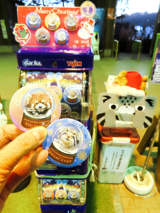 ２回目で目当ての大福くんの缶バッジをゲット！<br /><br />１回目のマヌルネコのナゴムくんも、なかなかお気に入りなので、良かったです。<br /><br />この後は、ホテルにまっすぐ戻りましたが、２泊目のホテルレポートと懐石料理の夕食は、次の旅行記「赤ちゃんに会いに那須レッサーパンダ遠征（２）ホテル編：ハーヴェスト那須で洋食フルコースと和懐石料理の夕食をクリスマステーマのカクテルと共に」にまとめます。