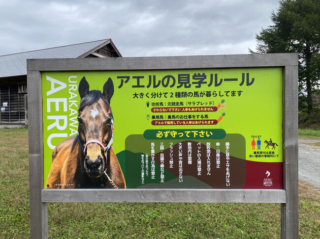 チェックアウトして見学できる牧場へ。引退した馬と乗馬用の馬がいます