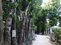 　常緑樹の森に入って来ました。備瀬のフクギ並木と呼ばれる景勝地です。