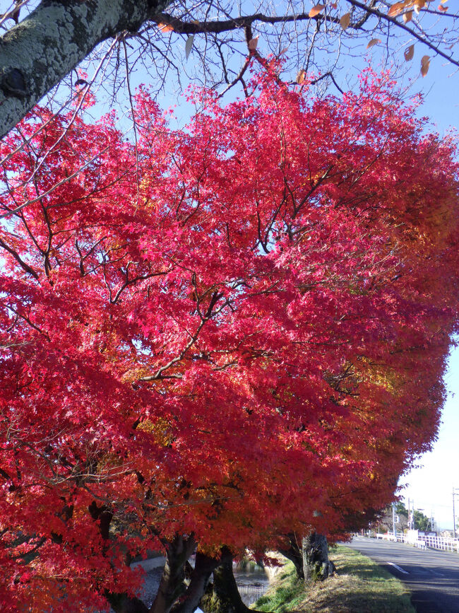 桜並木の間に真っ赤に燃えるモミジが
