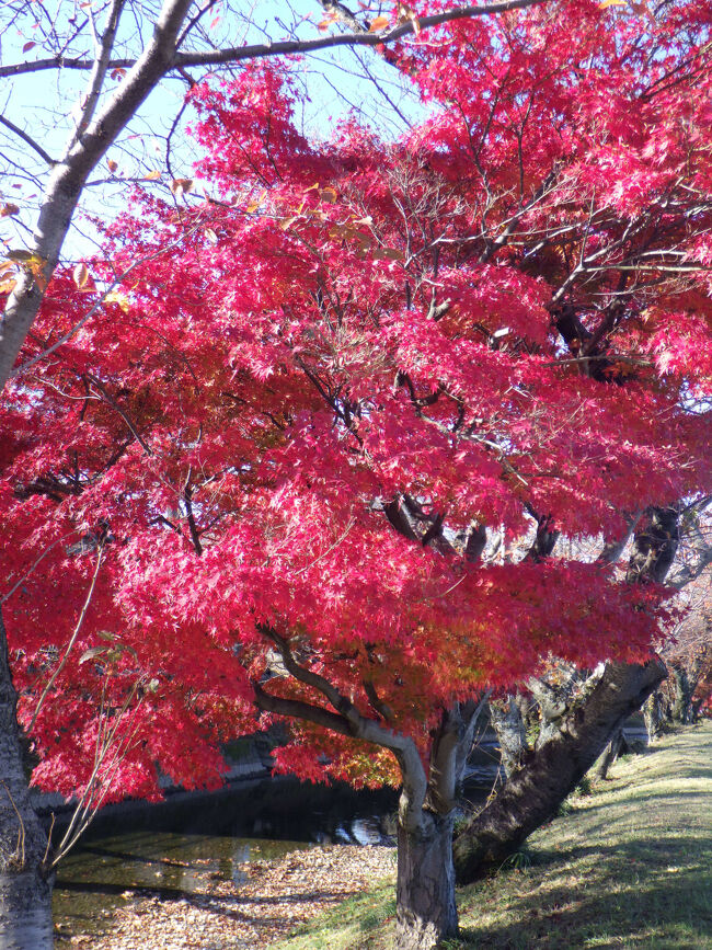 大口町の五条川堤