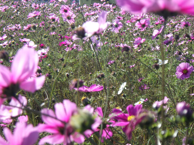 未だにコスモスが咲いていました