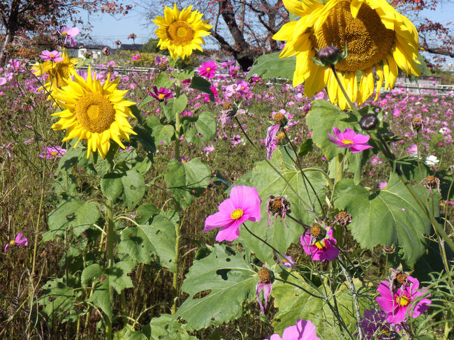 コスモス畑にヒマワリが！！