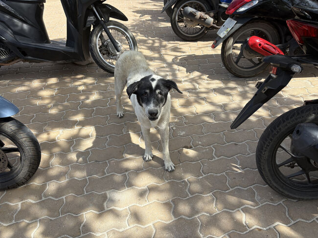 ワンちゃんが肉がほしいと寄ってきました。<br />かわいそうだけど、今回は日本流に従ってあげないことにしました。