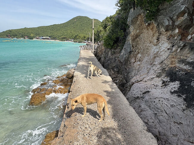 橋はワンちゃんのすみか