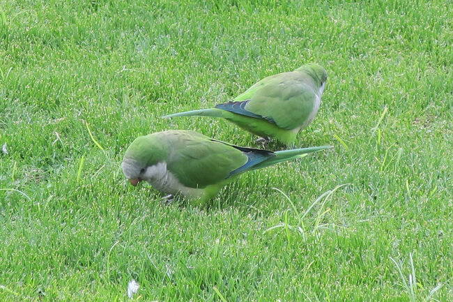 緑の鳥です！南国っぽい雰囲気で可愛か～ 鳥好きだけど種類は分からない(笑)